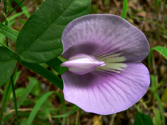 {Centrosema virginianum}